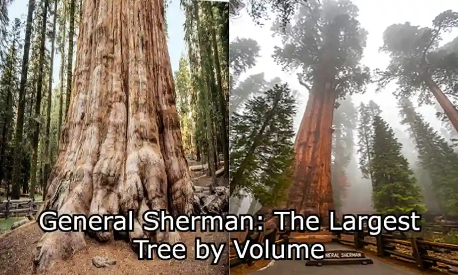 General Sherman The Largest Tree by Volume