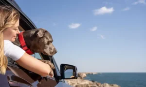 Get ready for an Asian adventure with your dog