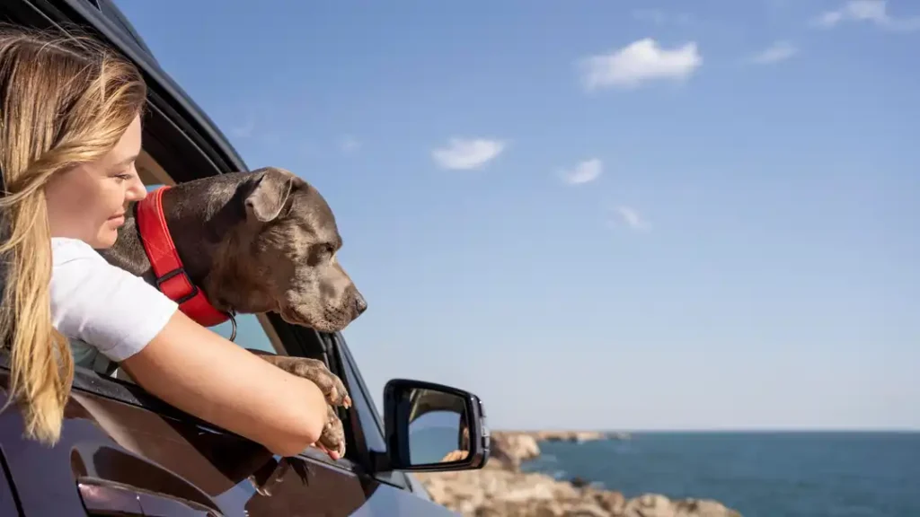 Get ready for an Asian adventure with your dog